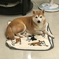 頭像