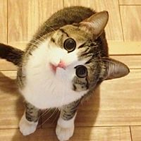頭像