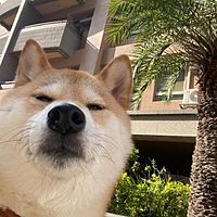 頭像