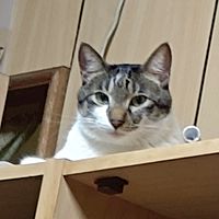 頭像
