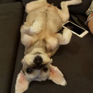 頭像