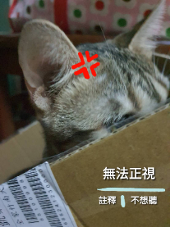 頭像