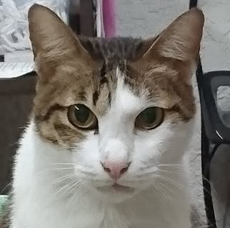 頭像