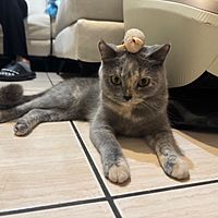 頭像