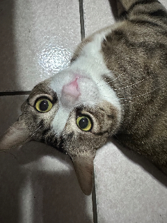 頭像