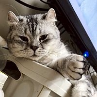 頭像