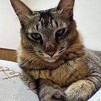 頭像