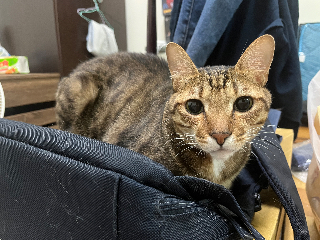 頭像