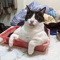 頭像