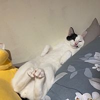 頭像