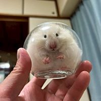 頭像