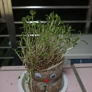 頭像