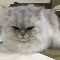 頭像