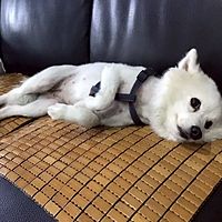 頭像
