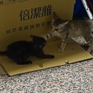 頭像
