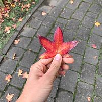 頭像