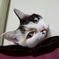 頭像