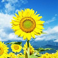 頭像