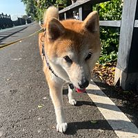頭像
