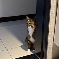 頭像