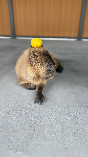 頭像