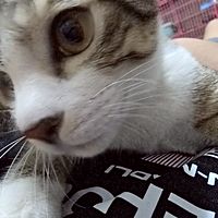 頭像