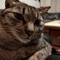 頭像
