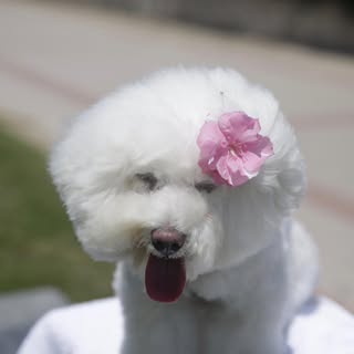 頭像