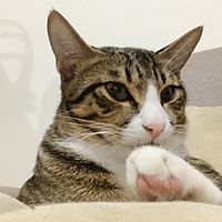 頭像