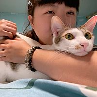 頭像
