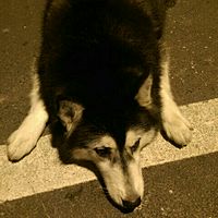 頭像