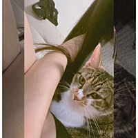 頭像