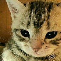 頭像