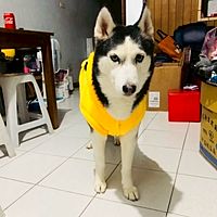頭像