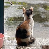 頭像