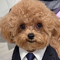 頭像