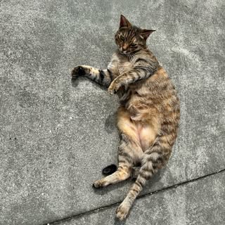 頭像