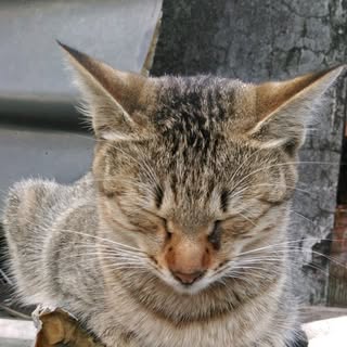 頭像