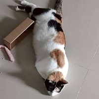 頭像