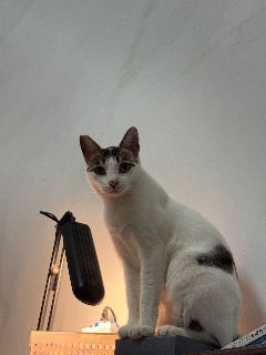 頭像