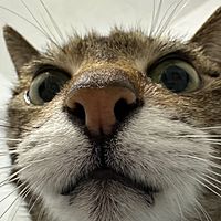 頭像