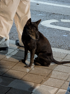 頭像