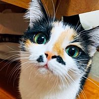 頭像