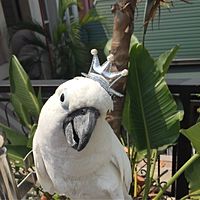 頭像