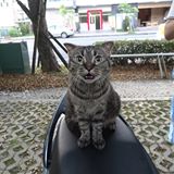 頭像