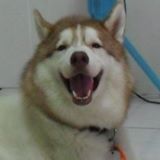 頭像