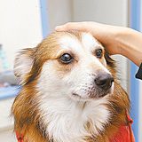 頭像